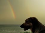 Rainbow Dog